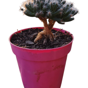 Suculenta Trichodiadema Densum – Bonsai