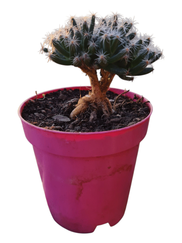 Suculenta Trichodiadema Densum - Bonsai