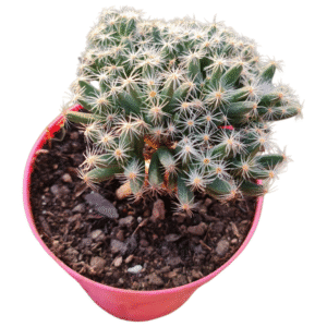 Suculenta Trichodiadema Densum – Bonsai
