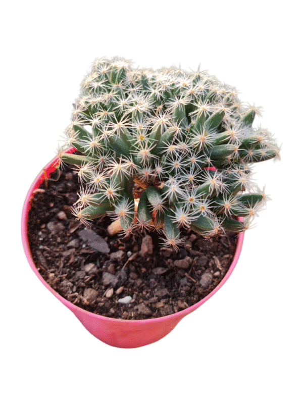Suculenta Trichodiadema Densum - Bonsai - Imagem 2
