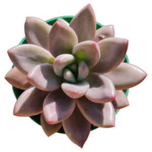 Suculenta Graptoveria Pink donna