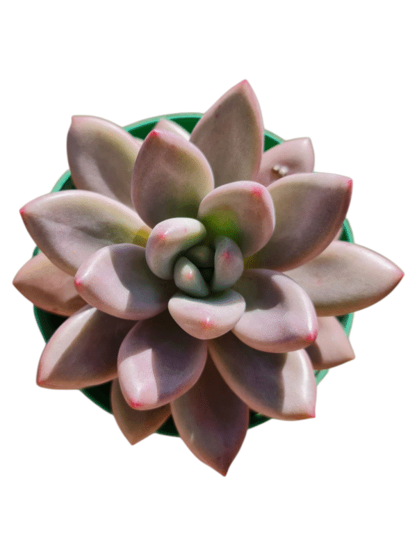Suculenta Graptoveria Pink donna