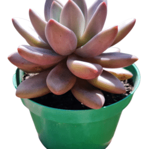 Suculenta Graptoveria Pink donna