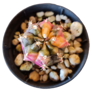 Gymnocalycium variegata Rosa