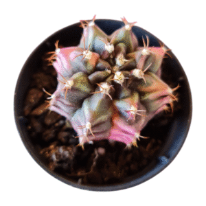 Gymnocalycium variegata rosa – GC008