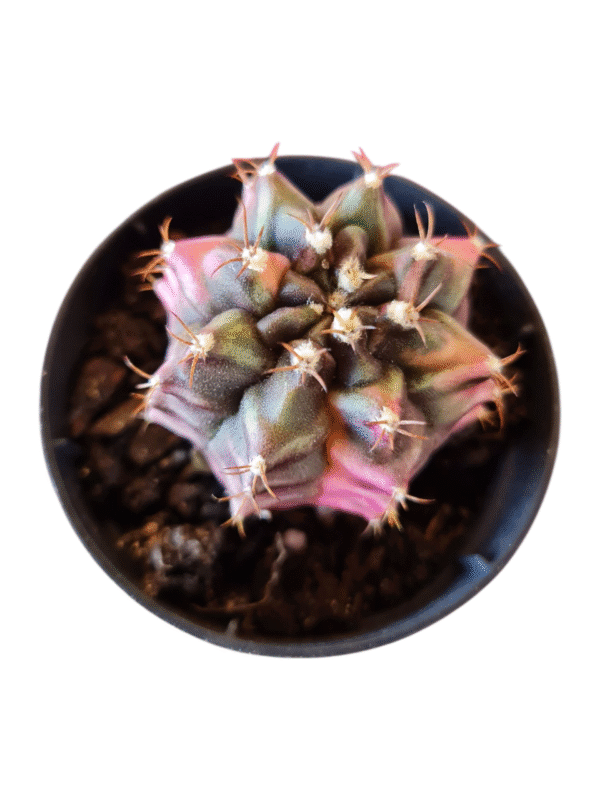 Gymnocalycium variegata rosa - GC008