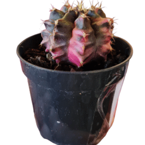 Gymnocalycium variegata rosa – GC008