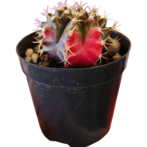 Gymnocalycium variegata rosa – GC009