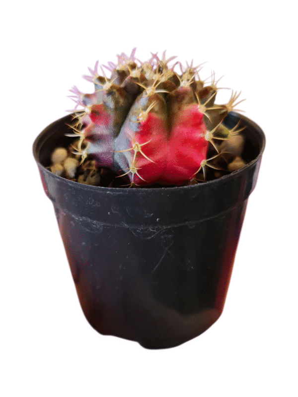 Gymnocalycium variegata rosa - GC009 - Imagem 2
