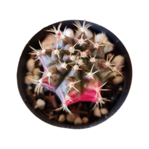 Gymnocalycium variegata rosa – GC009