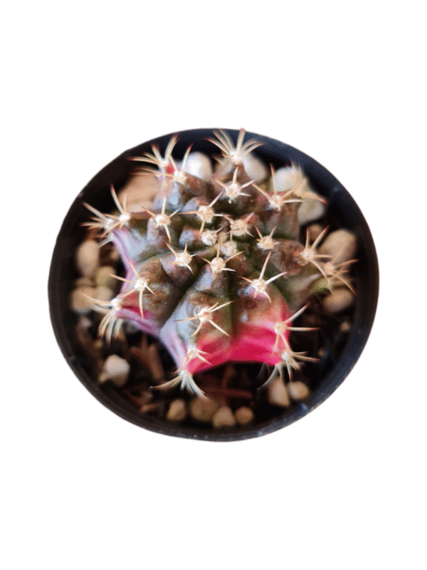 Gymnocalycium variegata rosa - GC009
