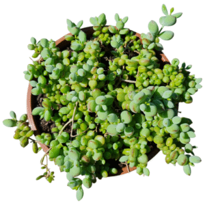 Suculenta Cotyledon pendens – Cuia 21