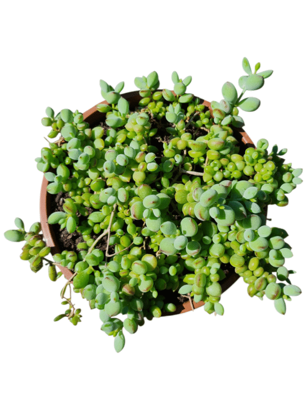Suculenta Cotyledon pendens - Cuia 21 - Imagem 2