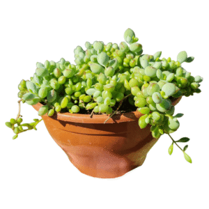 Suculenta Cotyledon pendens – Cuia 21