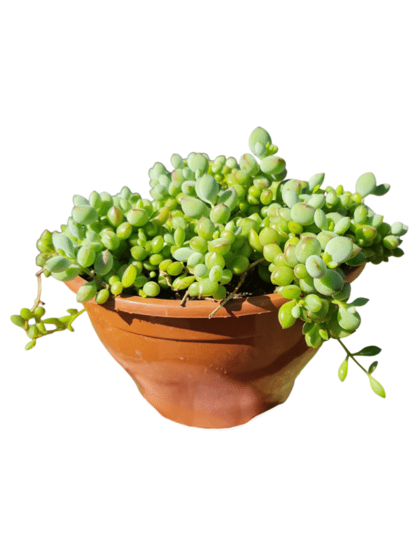 Suculenta Cotyledon pendens - Cuia 21