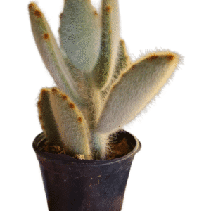 Suculenta Kalanchoe Super Fuzzy