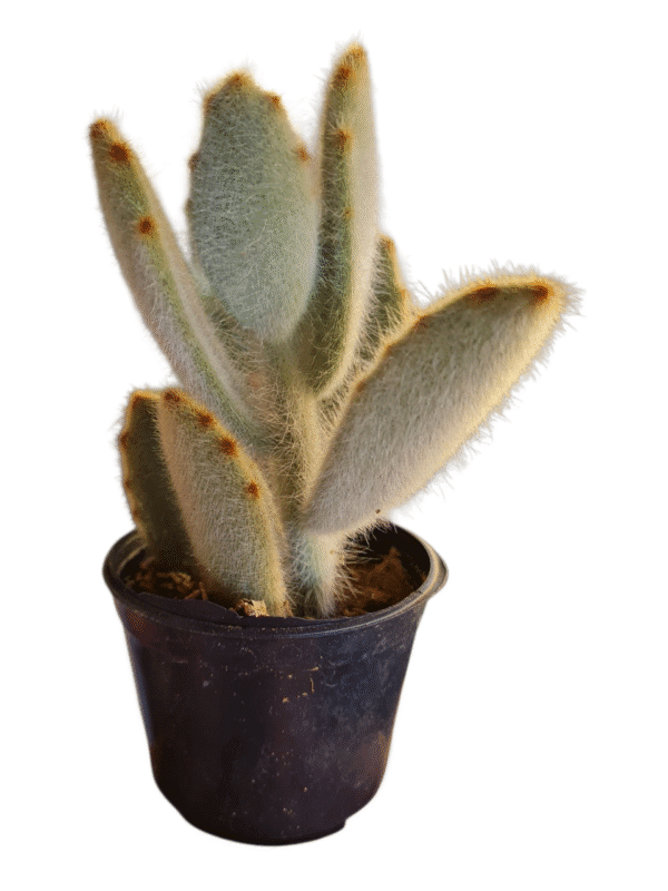 Suculenta Kalanchoe Super Fuzzy - Imagem 2