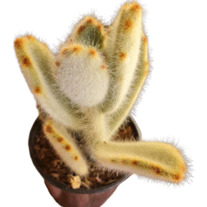 Suculenta Kalanchoe Super Fuzzy