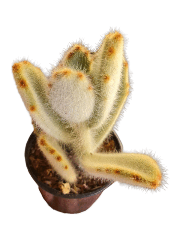 Suculenta Kalanchoe Super Fuzzy