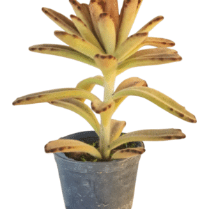 Suculenta Kalanchoe tomentosa chocolate