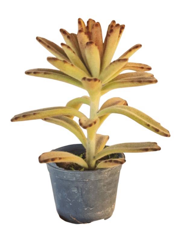 Suculenta Kalanchoe tomentosa chocolate - Imagem 2