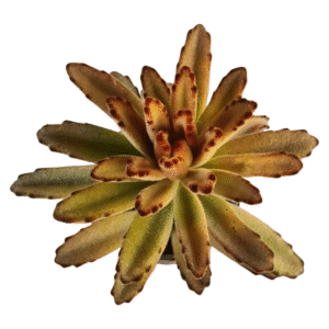 Suculenta Kalanchoe tomentosa chocolate