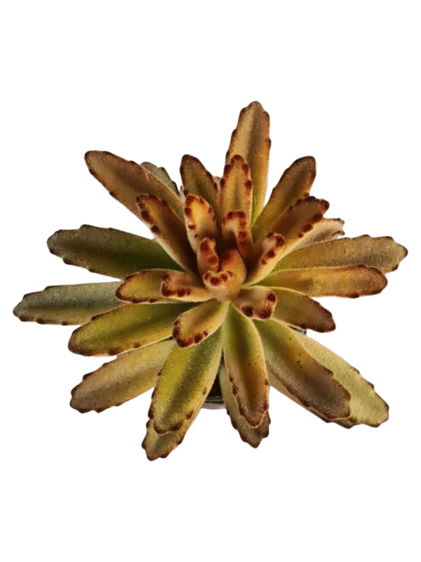 Suculenta Kalanchoe tomentosa chocolate