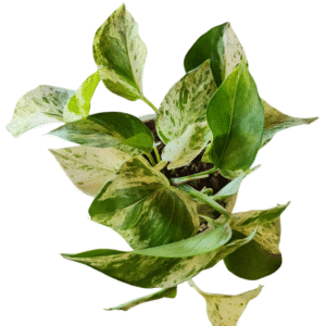 Muda Jibóia Branca Variegata