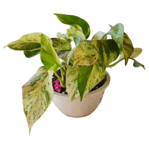 Muda Jibóia Branca Variegata