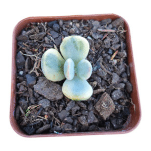 Suculenta Cotyledon Oophylla Variegata