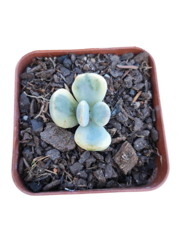 Suculenta Cotyledon Oophylla Variegata