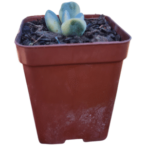 Suculenta Cotyledon Oophylla Variegata