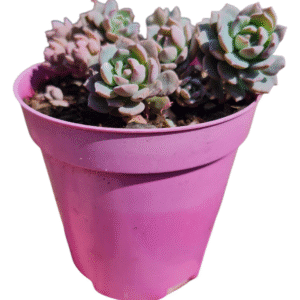 Suculenta Echeveria Sigrid Normal e Variegata Colônia