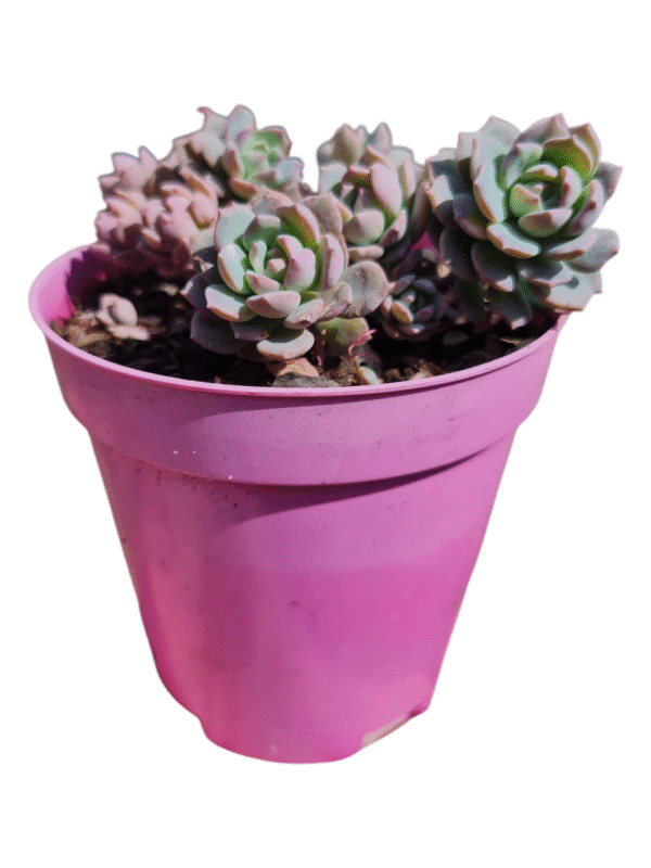 Suculenta Echeveria Sigrid Normal e Variegata Colônia