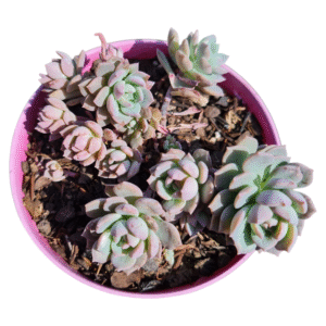 Suculenta Echeveria Sigrid Normal e Variegata Colônia