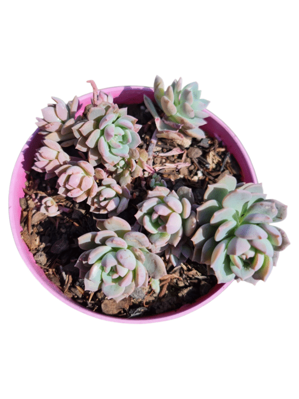 Suculenta Echeveria Sigrid Normal e Variegata Colônia - Imagem 2
