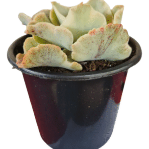 Suculenta Echeveria Japa Moon river variegata- pote 13