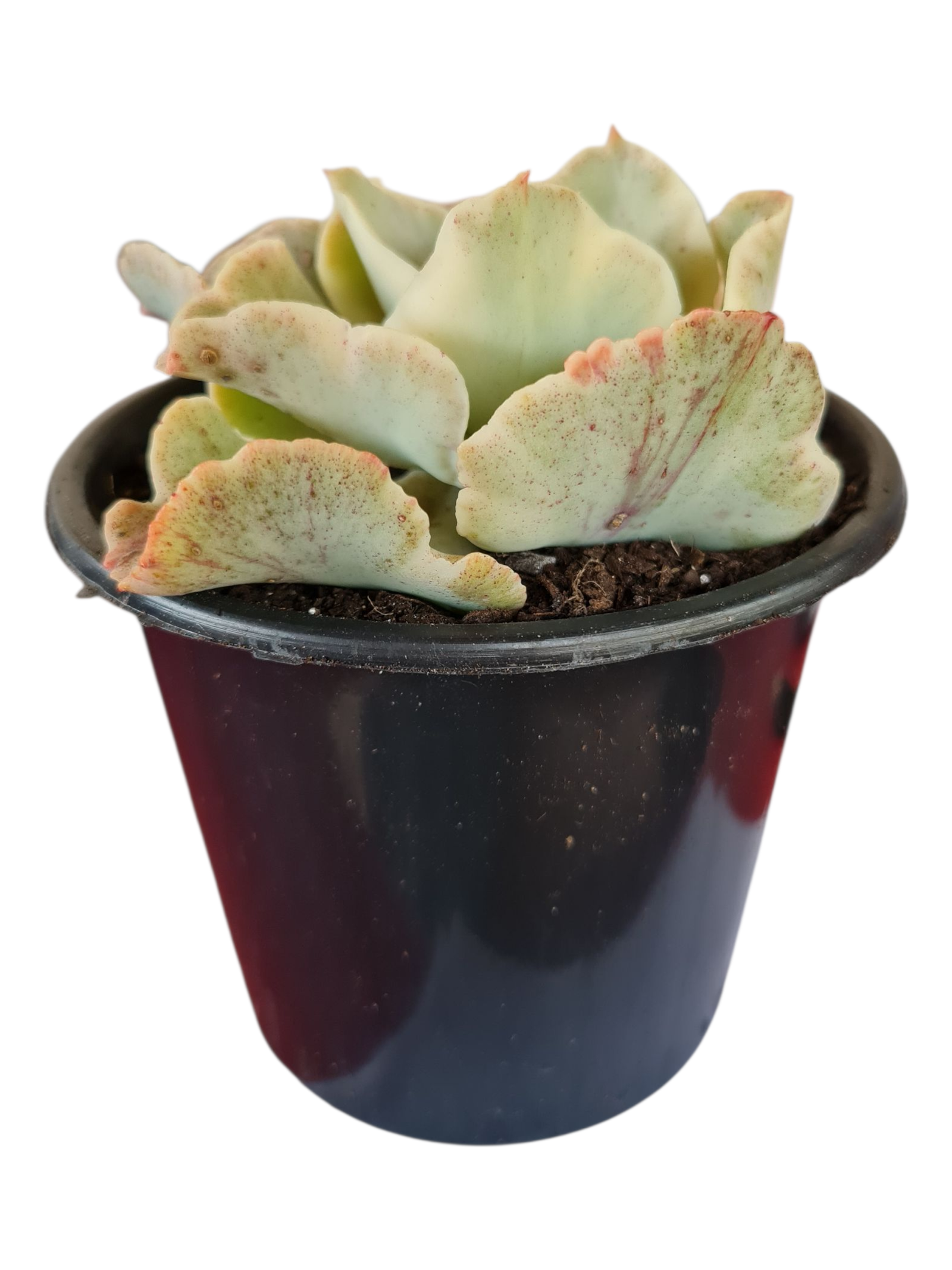 Suculenta Echeveria Japa Moon river variegata- pote 13 4 Suculenta Echeveria Japa Moon river variegata- pote 13 - Imagem 2