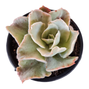 Suculenta Echeveria Japa Moon river variegata- pote 13