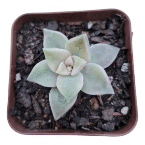 Suculenta Graptopetalum Paraguayense Variegata