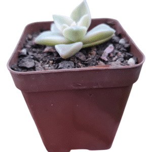 Suculenta Graptopetalum Paraguayense Variegata