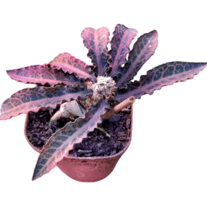 Euphorbia Francoisii – Bonsai pote 13