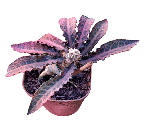 Euphorbia Francoisii - Bonsai pote 13 - Imagem 2