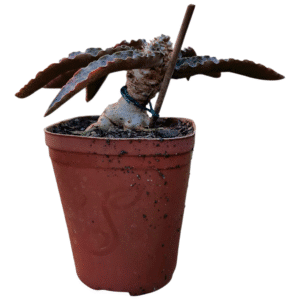 Euphorbia Francoisii – Bonsai pote 13
