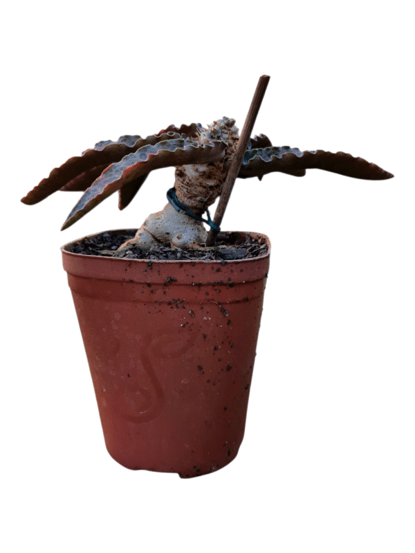 Euphorbia Francoisii - Bonsai pote 13