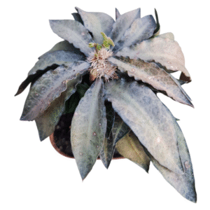 Euphorbia francoisii – Bonsai Pote 13
