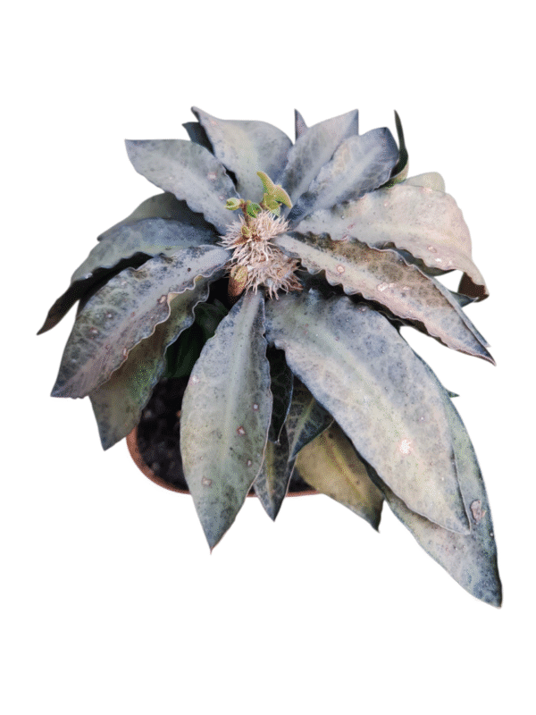 Euphorbia francoisii - Bonsai Pote 13 - Imagem 2