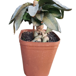 Euphorbia francoisii – Bonsai Pote 13