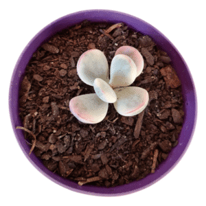 Suculenta Cotyledon Oophylla Variegata