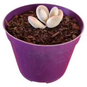 Suculenta Cotyledon Oophylla Variegata